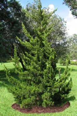Canaertii Juniper (Red Cedar) - 3 Gallon Pot 4 Canaertii Juniper (Red Cedar) - 3 Gallon Pot -Garden Plants shop juniperus virginiana canaertii eatern red cedar 2 1