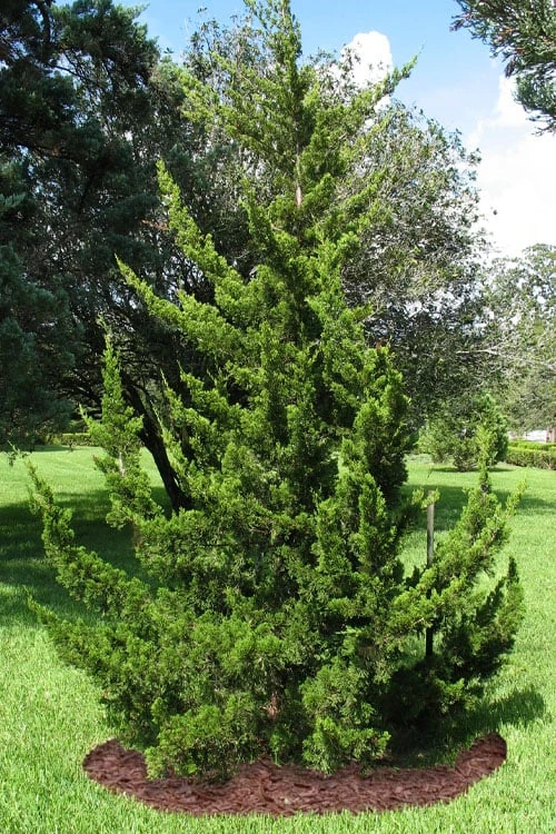 Canaertii Juniper (Red Cedar) - 7 Gallon Pot (3-4') Canaertii Juniper (Red Cedar) - 7 Gallon Pot (3-4') -Garden Plants shop juniperus virginiana canaertii eatern red cedar 2