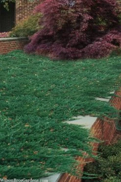 Blue Rug Juniper - 6-Pack Of 1 Gallon Pots