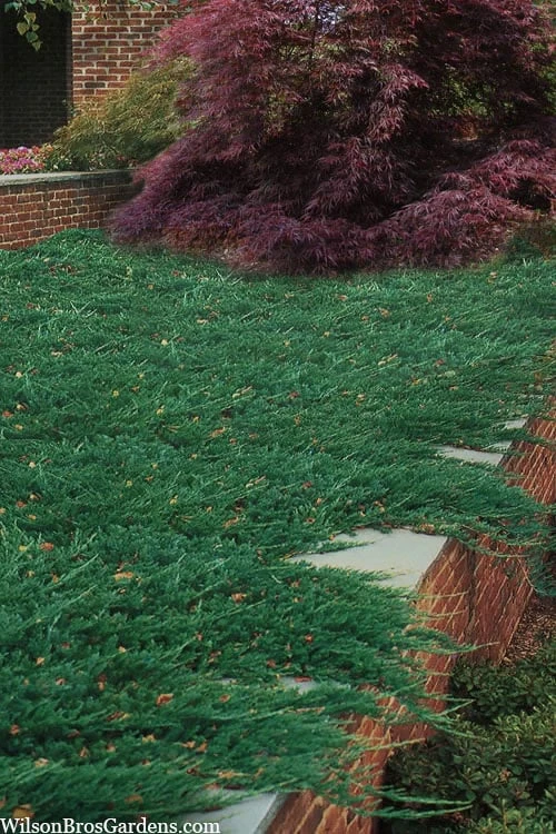 Blue Rug Juniper - 6-Pack of 1 Gallon Pots Blue Rug Juniper - 6-Pack Of 1 Gallon Pots -Garden Plants shop juniperus wiltonii blue rug juniper 101