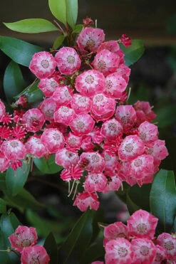 Pink Charm Mountain Laurel (Kalmia Latifolia) - 3 Gallon Pot -Garden Plants shop kalmia latifolia pink charm mountain laurel 1