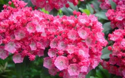 Pink Charm Mountain Laurel (Kalmia Latifolia) - 3 Gallon Pot -Garden Plants shop kalmia latifolia pink charm mountain laurel 4
