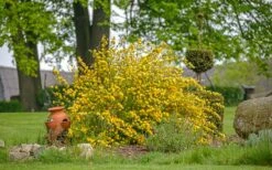 Japanese Marigold Bush - Kerria Japonica 'Pleniflora' - 1 Gallon Pot 3 Japanese Marigold Bush - Kerria Japonica 'Pleniflora' - 1 Gallon Pot -Garden Plants shop kerria japonica plenaflora japanese rose 1