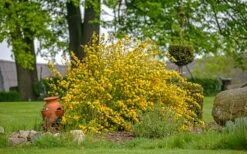 Japanese Marigold Bush - Kerria Japonica 'Pleniflora' - 3 Gallon Pot -Garden Plants shop kerria japonica plenaflora japanese rose 3 1