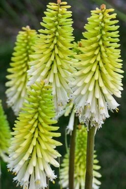Lady Luck Kniphofia (Red Hot Poker) - 1 Gallon Pot 4 Lady Luck Kniphofia (Red Hot Poker) - 1 Gallon Pot -Garden Plants shop kniphofia lady luck 2 500x750 1