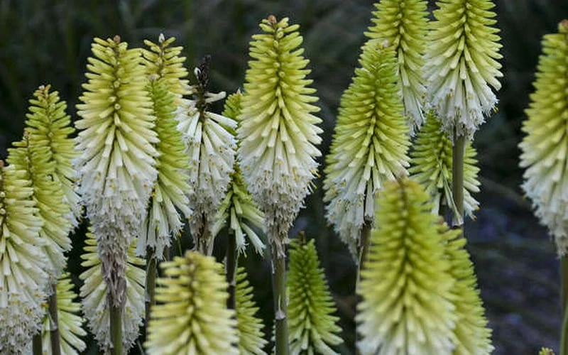 Lady Luck Kniphofia (Red Hot Poker) - 1 Gallon Pot Lady Luck Kniphofia (Red Hot Poker) - 1 Gallon Pot -Garden Plants shop kniphofia lady luck 800x500 1