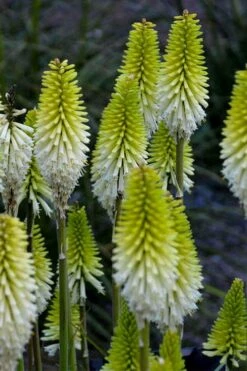 Lady Luck Kniphofia (Red Hot Poker) - 1 Gallon Pot 5 Lady Luck Kniphofia (Red Hot Poker) - 1 Gallon Pot -Garden Plants shop kniphofia lady luck red hot poker 2