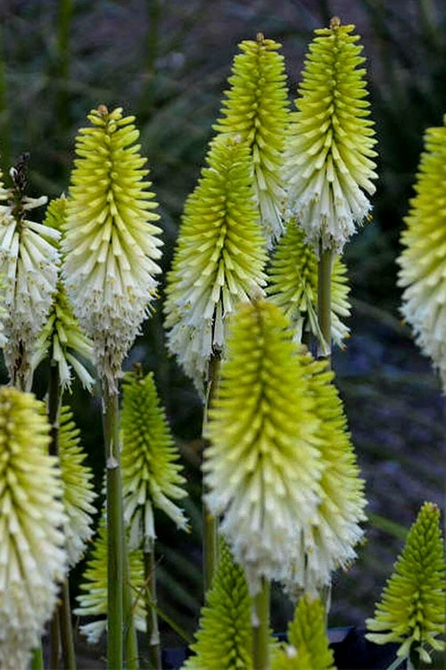 Lady Luck Kniphofia (Red Hot Poker) - 1 Gallon Pot Lady Luck Kniphofia (Red Hot Poker) - 1 Gallon Pot -Garden Plants shop kniphofia lady luck red hot poker 2