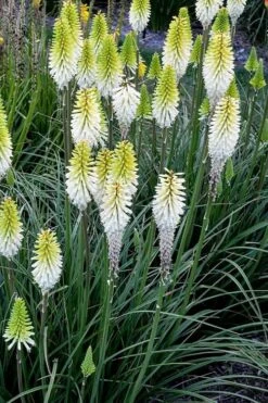 Lady Luck Kniphofia (Red Hot Poker) - 1 Gallon Pot 6 Lady Luck Kniphofia (Red Hot Poker) - 1 Gallon Pot -Garden Plants shop kniphofia lady luck red hot poker 3