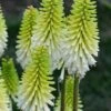 Lady Luck Kniphofia (Red Hot Poker) - 1 Gallon Pot