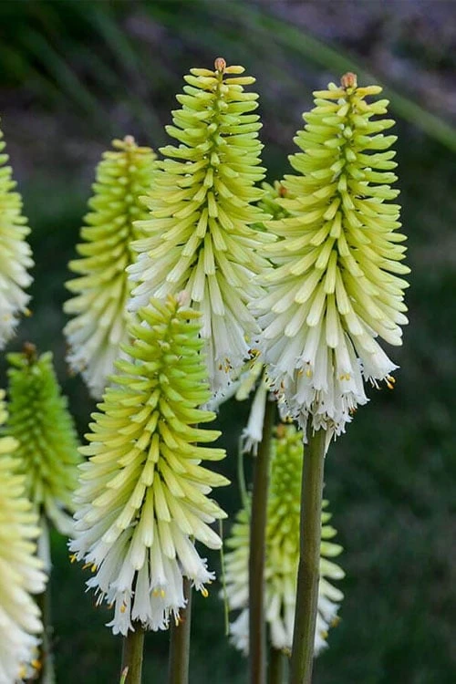 Lady Luck Kniphofia (Red Hot Poker) - 1 Gallon Pot Lady Luck Kniphofia (Red Hot Poker) - 1 Gallon Pot -Garden Plants shop kniphofia lady luck red hot poker 4