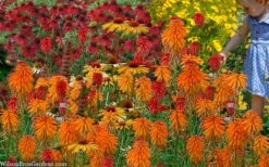 Poco Orange Red Hot Poker (Kniphofia) - 1 Gallon Pot -Garden Plants shop kniphofia poco orange red hot poker 7