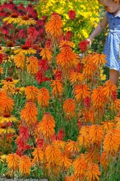 Poco Orange Red Hot Poker (Kniphofia) - 1 Gallon Pot -Garden Plants shop kniphofia poco orange red hot poker 9