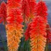 Poco Sunset Red Hot Poker (Kniphofia) - 1 Gallon Pot