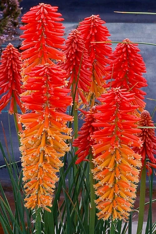 Poco Sunset Red Hot Poker (Kniphofia) - 1 Gallon Pot Poco Sunset Red Hot Poker (Kniphofia) - 1 Gallon Pot -Garden Plants shop kniphofia poco sunset red hot poker 3