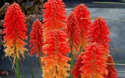 Poco Sunset Red Hot Poker (Kniphofia) - 1 Gallon Pot 4 Poco Sunset Red Hot Poker (Kniphofia) - 1 Gallon Pot -Garden Plants shop kniphofia poco sunset red hot poker 5