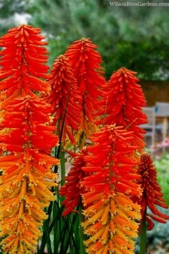 Poco Sunset Red Hot Poker (Kniphofia) - 1 Gallon Pot 5 Poco Sunset Red Hot Poker (Kniphofia) - 1 Gallon Pot -Garden Plants shop knophofia poco sunset red hot poker 1