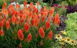 Poco Sunset Red Hot Poker (Kniphofia) - 1 Gallon Pot 3 Poco Sunset Red Hot Poker (Kniphofia) - 1 Gallon Pot -Garden Plants shop knophofia poco sunset red hot poker 2