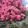Sioux Pink Crape Myrtle Tree (Single Trunk) - 5 Gallon Pot