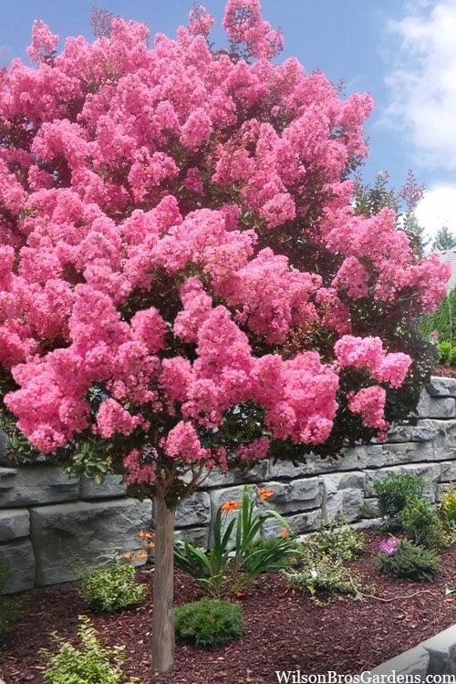 Sioux Pink Crape Myrtle Tree (Single Trunk) - 5 Gallon Pot Sioux Pink Crape Myrtle Tree (Single Trunk) - 5 Gallon Pot -Garden Plants shop lagerstroemia indica sioux crape myrtle standard single trunk 1