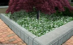 White Nancy Lamium - 5 Pack Of Pint Pots -Garden Plants shop lamium maculatam white nancy spotted dead nettle 105