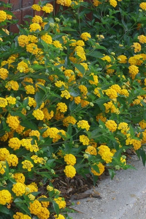 New Gold Hardy Lantana - 5 Pack of Pint Pots New Gold Hardy Lantana - 5 Pack Of Pint Pots -Garden Plants shop lantana new gold 10