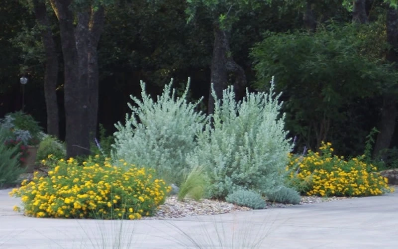 New Gold Hardy Lantana - 5 Pack of Pint Pots New Gold Hardy Lantana - 5 Pack Of Pint Pots -Garden Plants shop lantana new gold 11