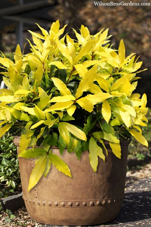 Sicilian Sunshine Sweet Bay Laurel (Laurus nobilis) - 1 Gallon Pot Sicilian Sunshine Sweet Bay Laurel (Laurus Nobilis) - 1 Gallon Pot -Garden Plants shop laurus nobilis sicilian sunshine sweet bay 10