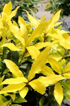 Sicilian Sunshine Sweet Bay Laurel (Laurus Nobilis) - 1 Gallon Pot 4 Sicilian Sunshine Sweet Bay Laurel (Laurus Nobilis) - 1 Gallon Pot -Garden Plants shop laurus nobilis sicilian sunshine sweet bay laurel 2