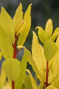 Sicilian Sunshine Sweet Bay Laurel (Laurus Nobilis) - 1 Gallon Pot 3 Sicilian Sunshine Sweet Bay Laurel (Laurus Nobilis) - 1 Gallon Pot -Garden Plants shop laurus nobilis sicilian sunshine sweet bay laurel 5