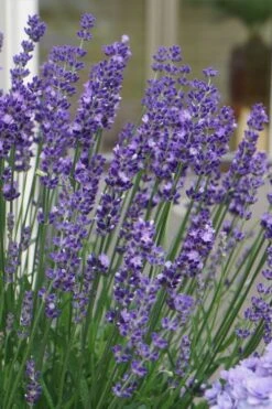 Big Time Blue Lavender - 6 Pack Of 1 Gallon Pots -Garden Plants shop lavandula angustifolia big time blue lavender 2