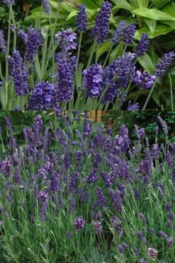 Ellagance Purple English Lavender - 5 Pack Of Quart Pots 4 Ellagance Purple English Lavender - 5 Pack Of Quart Pots -Garden Plants shop lavandula angustifolia ellagance purple english lavender 2