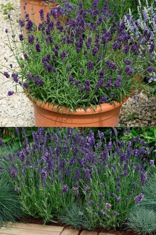 Ellagance Purple English Lavender - 5 Pack of Quart Pots Ellagance Purple English Lavender - 5 Pack Of Quart Pots -Garden Plants shop lavandula angustifolia ellagance purple english lavender 3