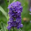 Ellagance Purple English Lavender - 5 Pack Of Quart Pots