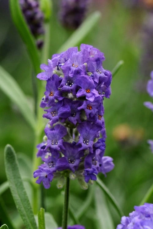 Ellagance Purple English Lavender - 5 Pack of Quart Pots Ellagance Purple English Lavender - 5 Pack Of Quart Pots -Garden Plants shop lavandula angustifolia ellagance purple english lavender 4