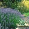 Provence French Lavender - 5 Pack Of Quart Pots