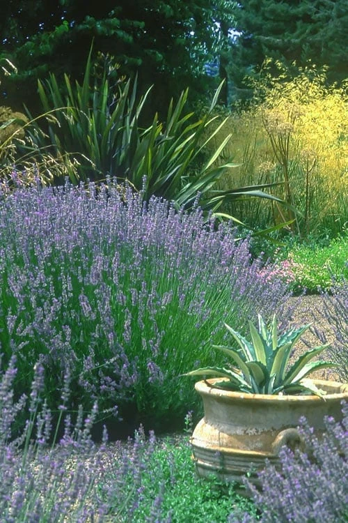 Provence French Lavender - 5 Pack of Quart Pots Provence French Lavender - 5 Pack Of Quart Pots -Garden Plants shop lavandula20intermedia provencer french lavender 102