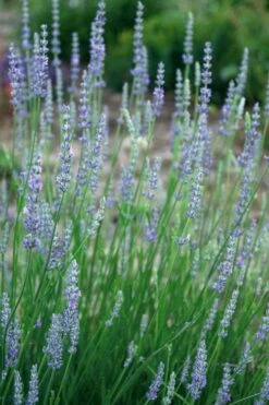 Provence French Lavender - 5 Pack Of Quart Pots 6 Provence French Lavender - 5 Pack Of Quart Pots -Garden Plants shop lavandula20intermedia provencer french lavender 103