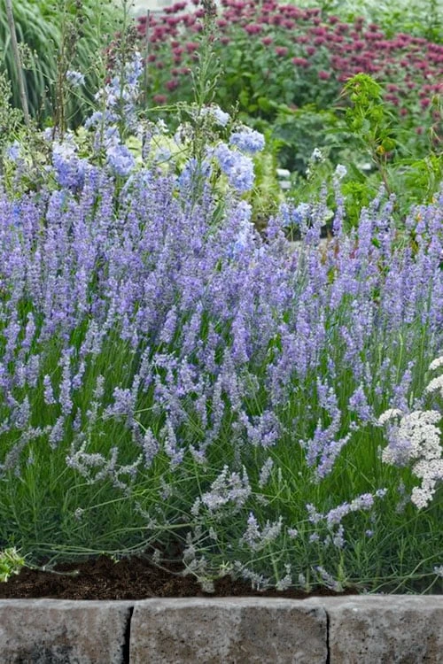 Provence French Lavender - 5 Pack of Quart Pots Provence French Lavender - 5 Pack Of Quart Pots -Garden Plants shop lavandula20intermedia provencer french lavender 106