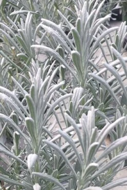 Sensational Lavender - 5 Pack Of Quart Pots 3 Sensational Lavender - 5 Pack Of Quart Pots -Garden Plants shop lavender intermedia sensational 1