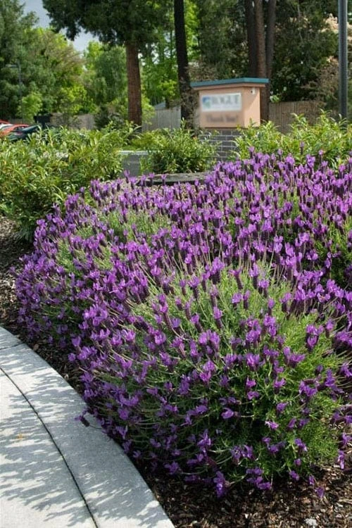 Otto Quast Spanish Lavender - 1 Gallon Pot Otto Quast Spanish Lavender - 1 Gallon Pot -Garden Plants shop lavender otto quast 23