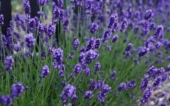 Sweet Romance English Lavender Plant - 1 Gallon Pot -Garden Plants shop lavendula angustifolia sweet romance lavender 3