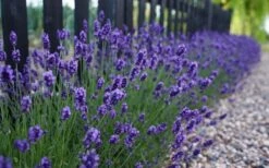 Sweet Romance English Lavender Plant - 1 Gallon Pot -Garden Plants shop lavendula angustifolia sweet romance lavender 4