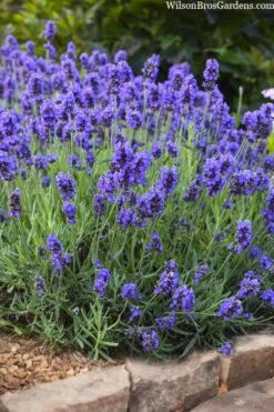 Sweet Romance English Lavender Plant - 1 Gallon Pot -Garden Plants shop lavendula angustifolia sweet romance lavender 6