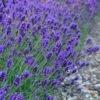 Sweet Romance English Lavender Plant - 1 Gallon Pot