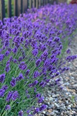 Sweet Romance English Lavender Plant - 1 Gallon Pot