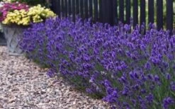 Sweet Romance English Lavender Plant - 1 Gallon Pot -Garden Plants shop lavendula angustifolia sweet romance lavender 8