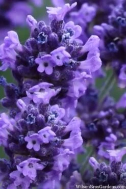Sweet Romance English Lavender Plant - 1 Gallon Pot -Garden Plants shop lavendula angustifolia sweet romance lavender 9
