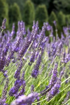 Grosso Lavender - 1 Gallon Pot -Garden Plants shop lavendula intermedia grosso french lavender 2