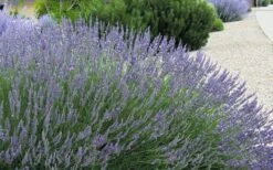 Grosso Lavender - 1 Gallon Pot -Garden Plants shop lavendula intermedia grosso french lavender 4